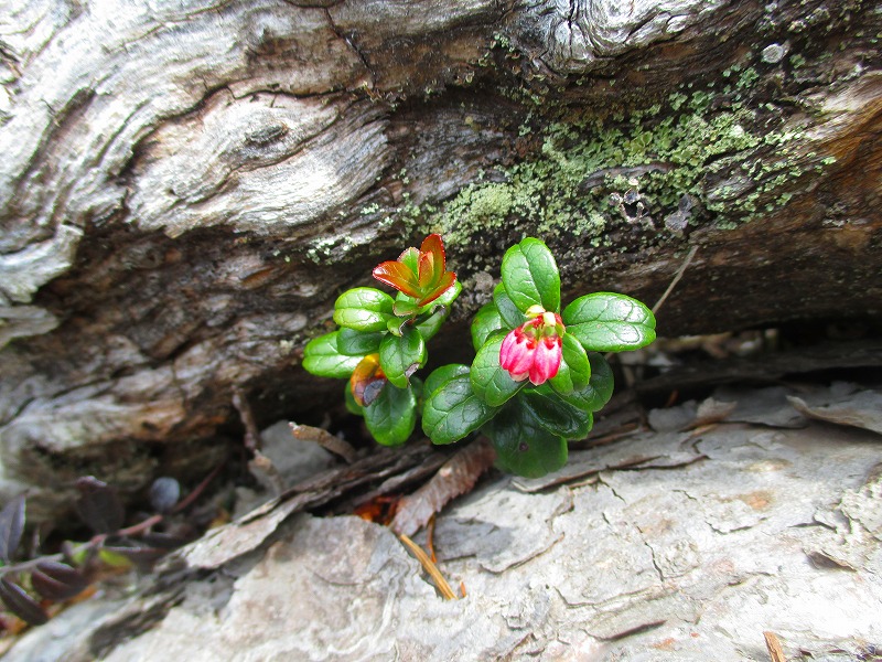 日光　志津峠から登る男体山　　　　　Nantaisan in Nikkō National Park_f0308721_13171463.jpg