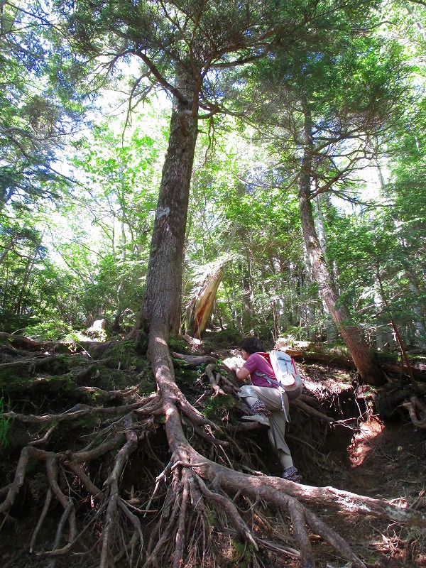 日光　志津峠から登る男体山　　　　　Nantaisan in Nikkō National Park_f0308721_139176.jpg