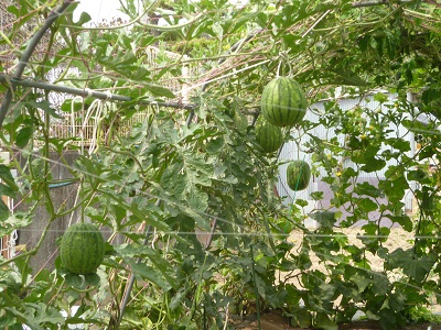 寿司グルメの朝採れ野菜_b0325627_15265909.jpg