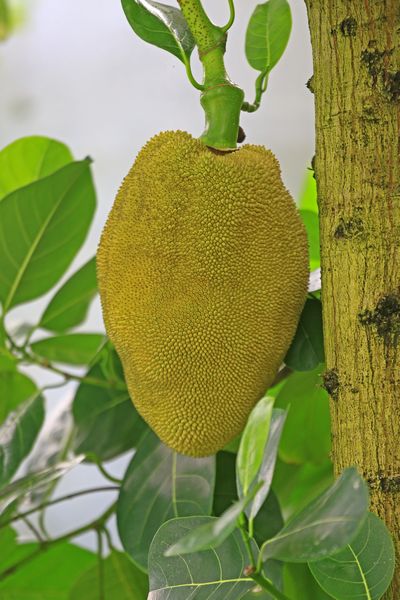 パンの木 【果樹の苗木 3.5号鉢／1個売り】｜ 【植物の
