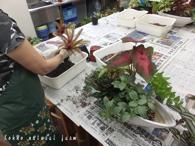 夏だ 観葉植物 アトリエ小田急 趣味のコンテナ ハンギング講座 河野自然園スタッフブログ 夏だ 観葉植物 アトリエ小田急 趣味のコンテナ ハンギング講座 河野自然園スタッフブログ
