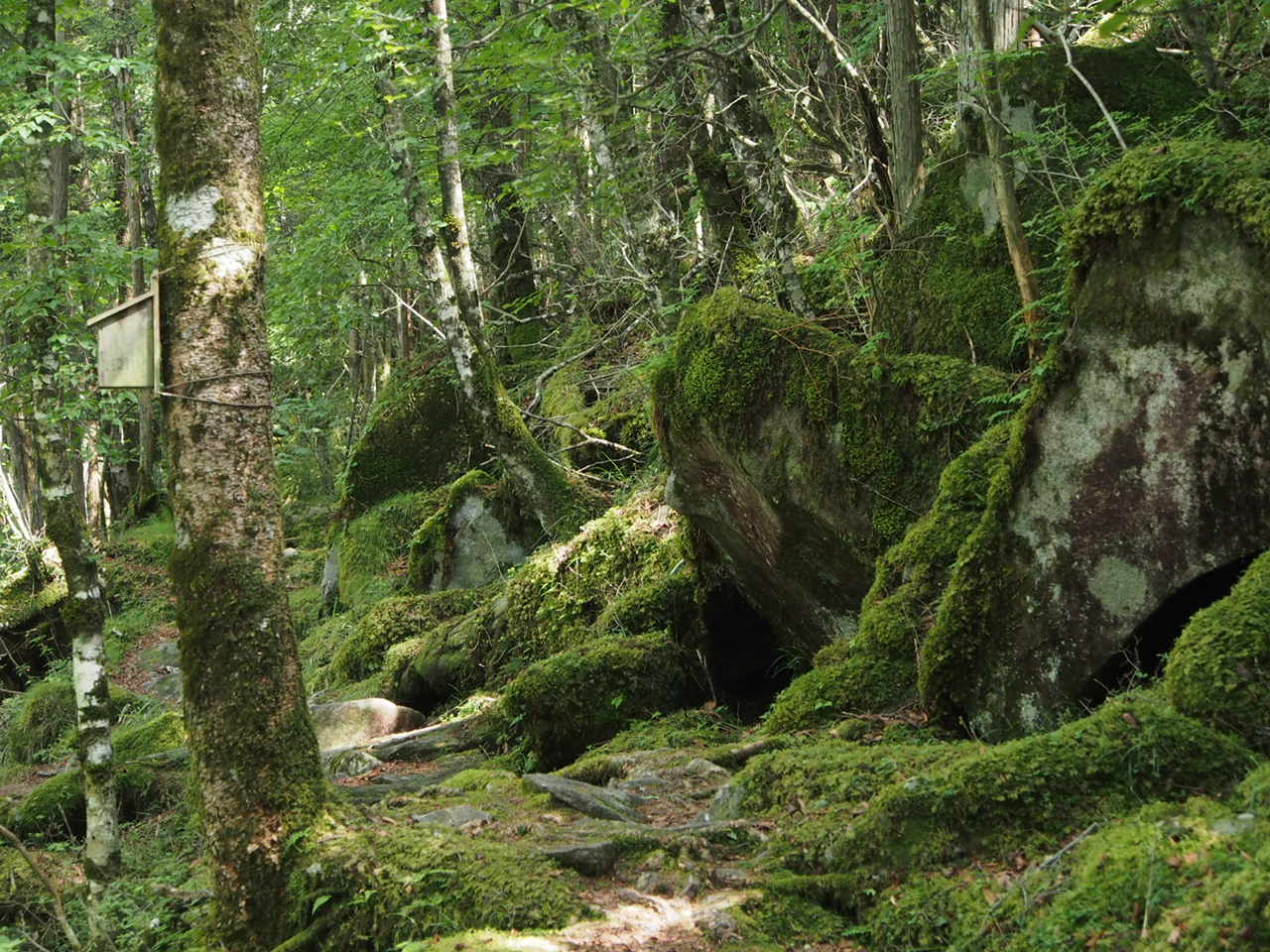 お買い物登山　大菩薩　丸川荘　[７月１２日]_f0353034_08582272.jpg