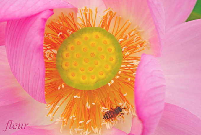 ハスの花の撮り方 昆虫をポイントに撮る Crystal Wayの作例 フルール花写真教室