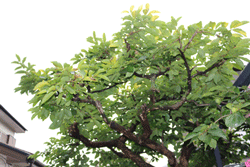 e0010353_22502015.gif