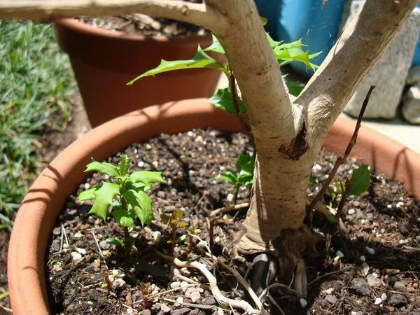 枯れたヒイラギに新芽 笑わせるなよ泣けるじゃないか 枯れたヒイラギに新芽 笑わせるなよ泣けるじゃないか