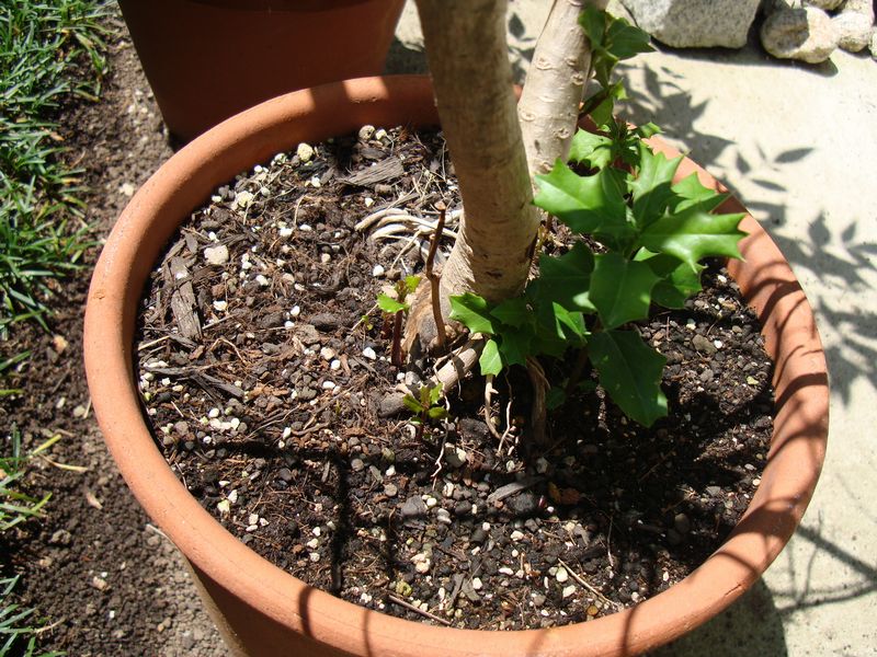 枯れたヒイラギに新芽 笑わせるなよ泣けるじゃないか 枯れたヒイラギに新芽 笑わせるなよ泣けるじゃないか