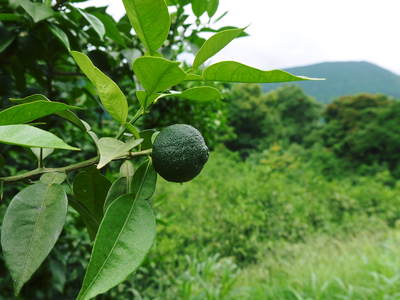 香り高き柚子（ゆず）　柚子の果実の成長_a0254656_18393086.jpg