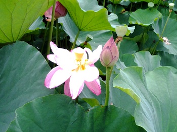 京都ワークショップ_a0061057_0113369.jpg
