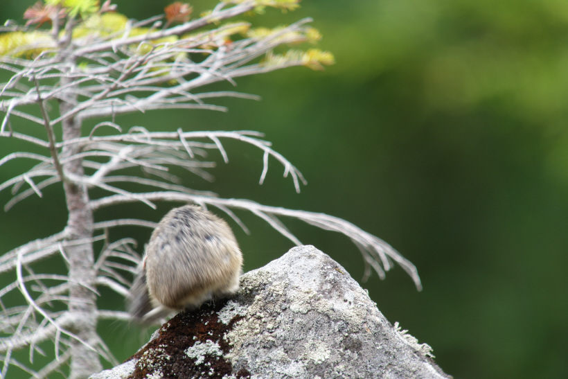 鳴いてくれました。　ナキウサギ_f0230458_20592420.jpg