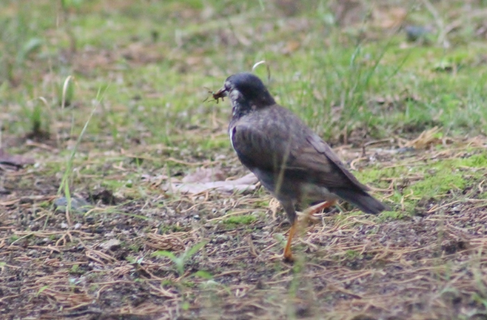 公園での、出会い,,朝食タイム_f0106759_7171322.jpg