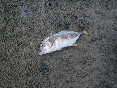 c0180460_030871.jpg