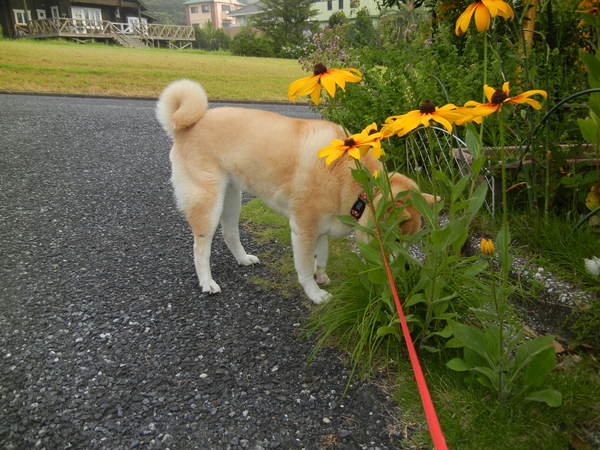 ’14,7,16(水)愛ちゃん少し夏バテかな?_f0060461_924830.jpg