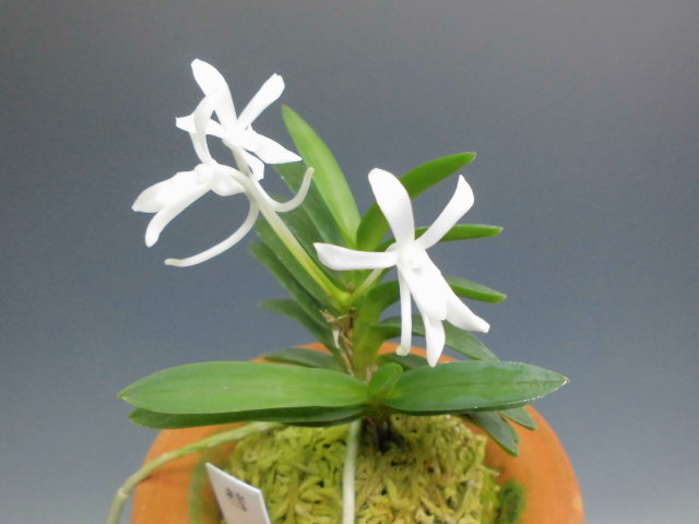 富貴蘭　必見！!花纏白縞 富貴蘭 必見！!花纏白縞 富貴蘭 必見！!花纏白縞 富貴蘭 必見！!花纏白