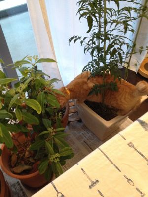 plants & cat_e0217871_14293839.jpg