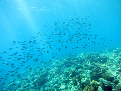 水納島でサンゴダイブ！！_a0156273_17071918.jpg