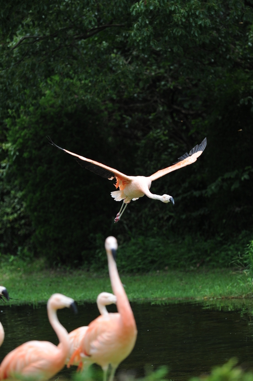 フェニックス動物園　１４０７１２　００４_a0043276_6363761.jpg