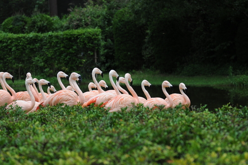 フェニックス動物園　１４０７１２　００４_a0043276_6373511.jpg