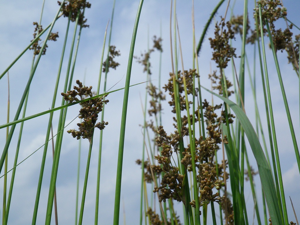 『一番短い名前の植物　藺(イ)』_d0054276_20294240.jpg