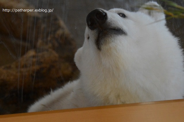 ２０１４年７月白浜パンダ見隊その３　クマちゃんミルクタイム_a0052986_7232559.jpg