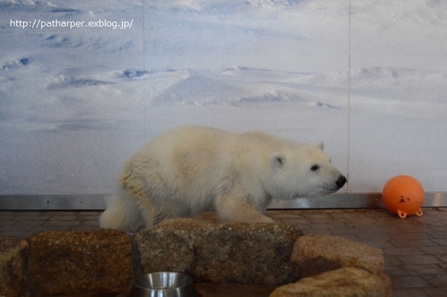 ２０１４年７月白浜パンダ見隊その３　クマちゃんミルクタイム_a0052986_7315287.jpg