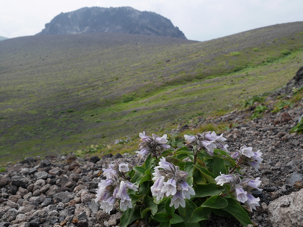 風不死岳と樽前山、7月14日－樽前山編－_f0138096_13342082.jpg