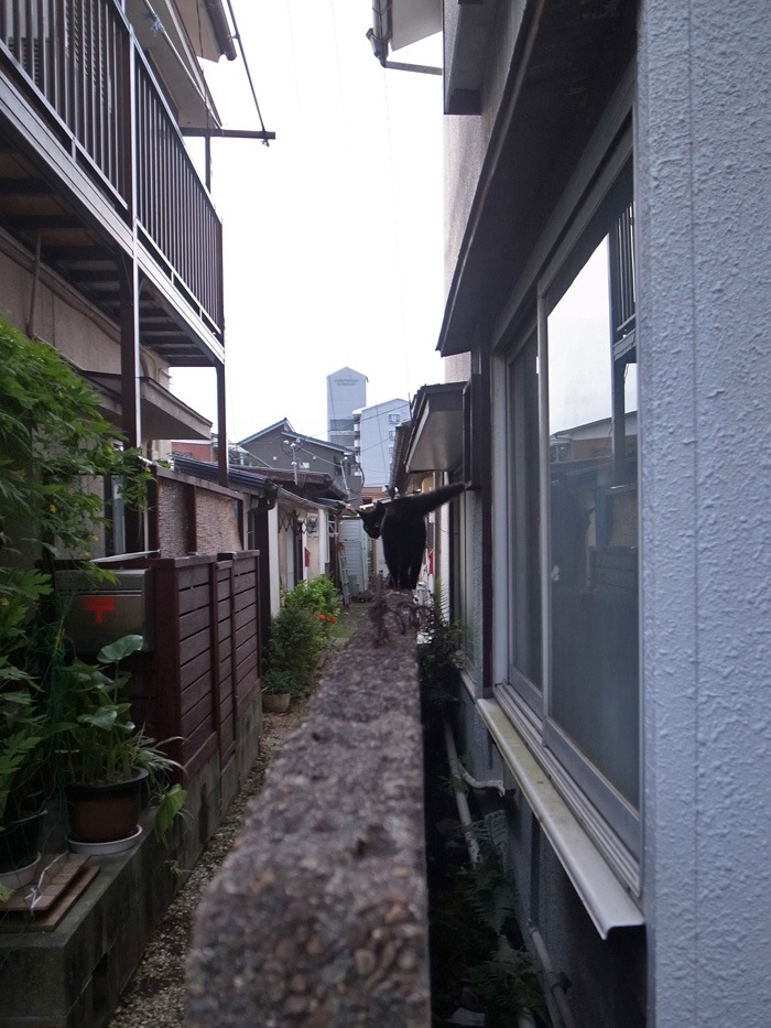 夏のおたのしみ (*^_^*)_c0049299_20414684.jpg