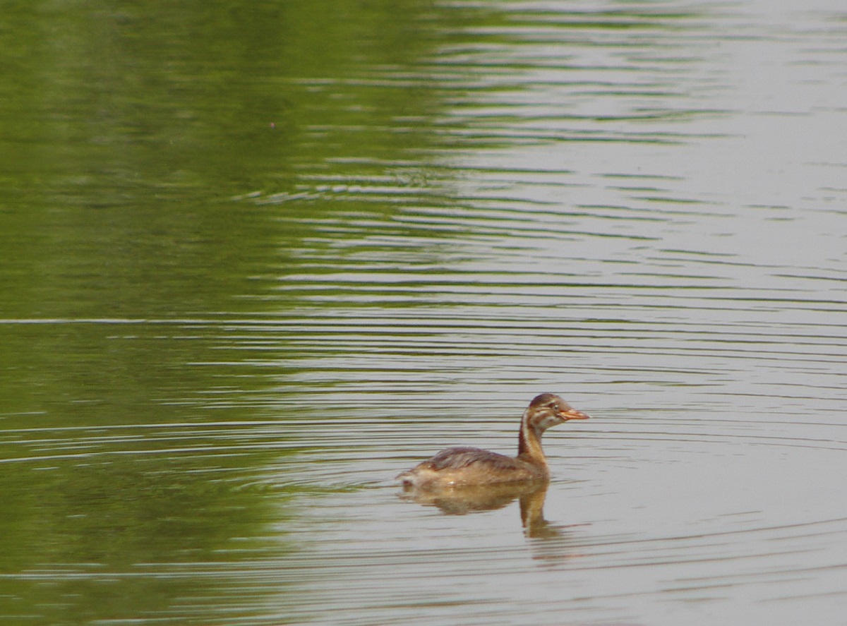 カイツブリ_e0034313_2147573.jpg