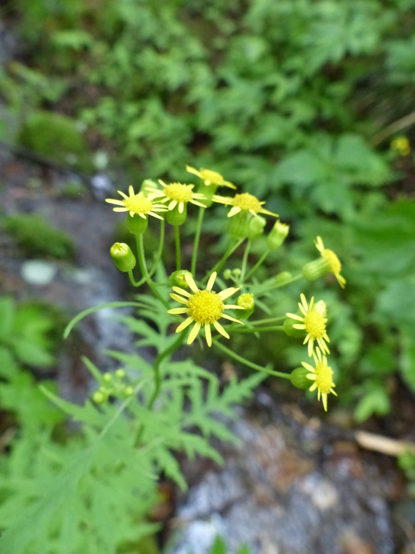 奥那須の山野草・part①_a0288621_13094439.jpg