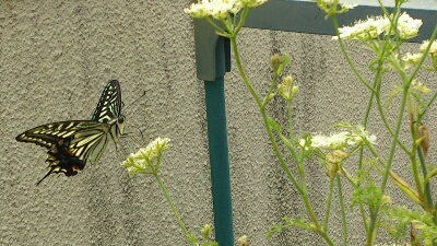 オルラヤと小紫の花_f0339422_9373038.jpg