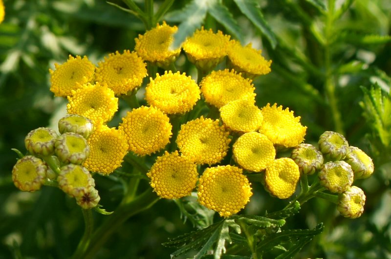 黄色い小花が寄り集まって 薬草園 さんじゃらっと blog 黄色い小花が寄り集まって 薬草園 さんじゃらっと blog