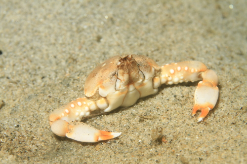 フィリピン産 ツノナガコブシガニ 標本 剥製 フィリピン産 ツノナガコブシガニ 標本 剥製 昆虫標本 インテリア