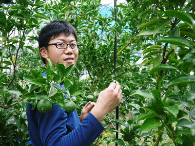 究極の柑橘「せとか」 摘果のポイントと夏草の草刈りと肥料の話 その1_a0254656_1751217.jpg