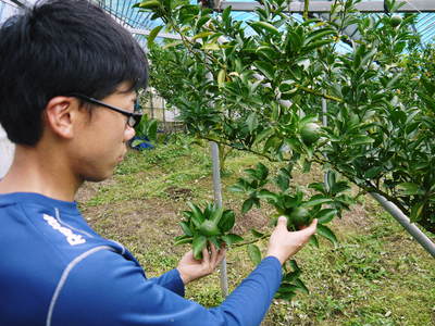 究極の柑橘「せとか」 摘果のポイントと夏草の草刈りと肥料の話 その1_a0254656_180568.jpg