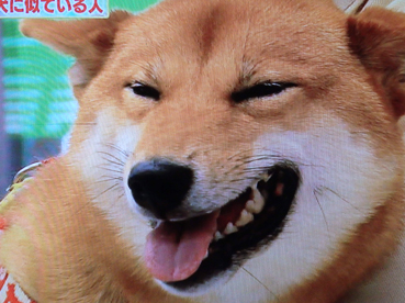 笑う犬 浜本隆司ブログ オーロラ ドライブ