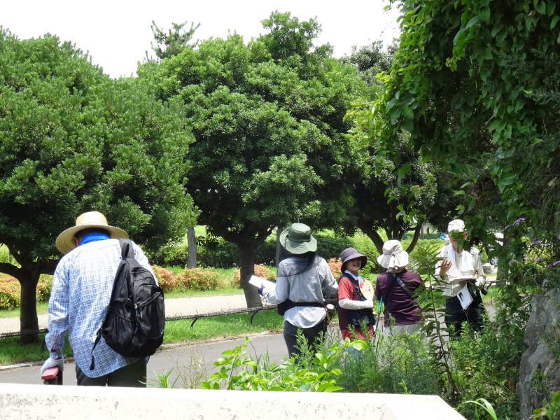 トンボソウとコクランに出会えました in うみべの森を育てる会植物観察 by (TATE-misaki)_c0108460_17273934.jpg