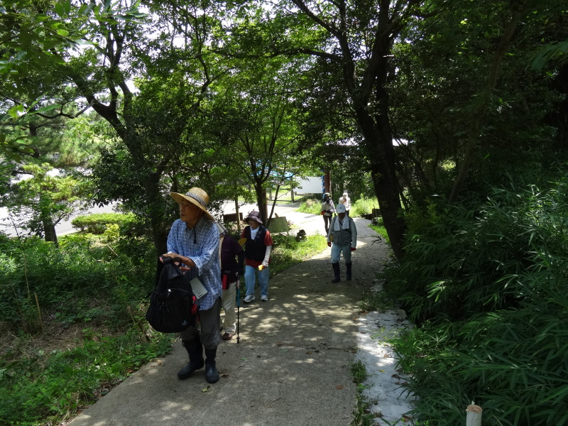 トンボソウとコクランに出会えました in うみべの森を育てる会植物観察 by (TATE-misaki)_c0108460_17274117.jpg