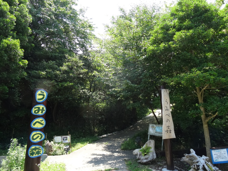 トンボソウとコクランに出会えました in うみべの森を育てる会植物観察 by (TATE-misaki)_c0108460_17274132.jpg