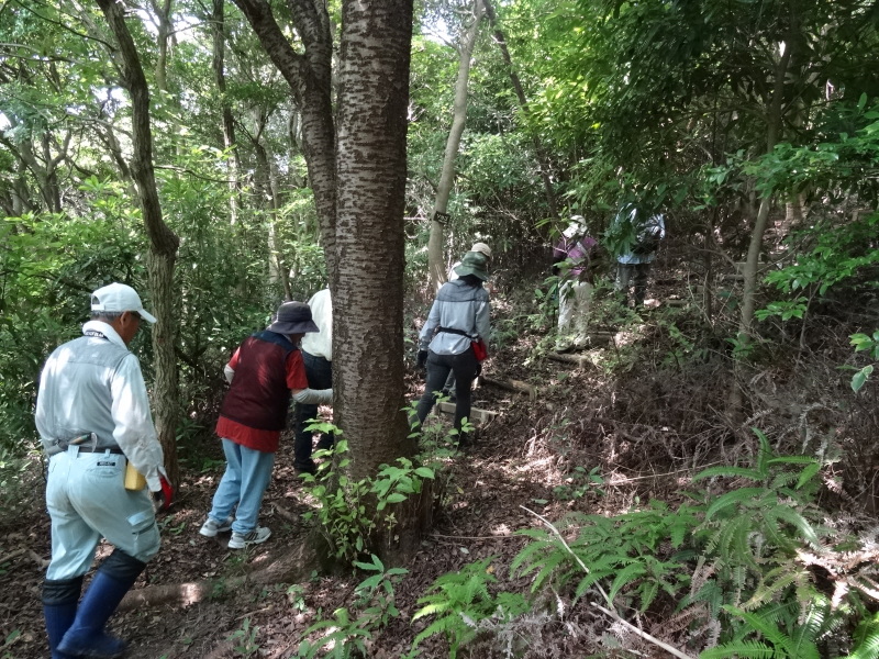 トンボソウとコクランに出会えました in うみべの森を育てる会植物観察 by (TATE-misaki)_c0108460_17274294.jpg