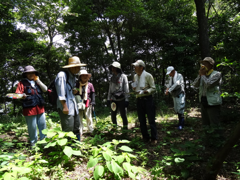 トンボソウとコクランに出会えました in うみべの森を育てる会植物観察 by (TATE-misaki)_c0108460_17274312.jpg