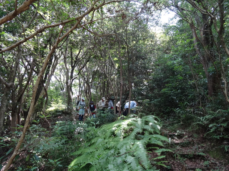 トンボソウとコクランに出会えました in うみべの森を育てる会植物観察 by (TATE-misaki)_c0108460_17274439.jpg