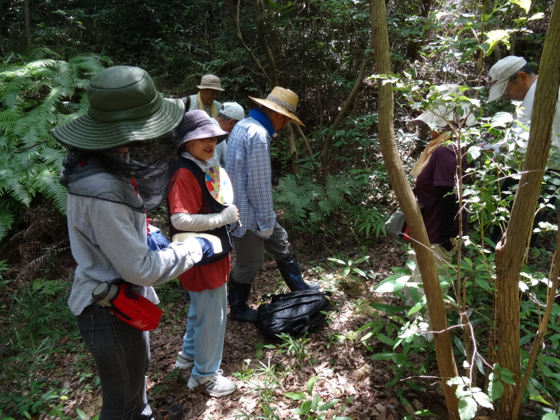 トンボソウとコクランに出会えました in うみべの森を育てる会植物観察 by (TATE-misaki)_c0108460_17274504.jpg