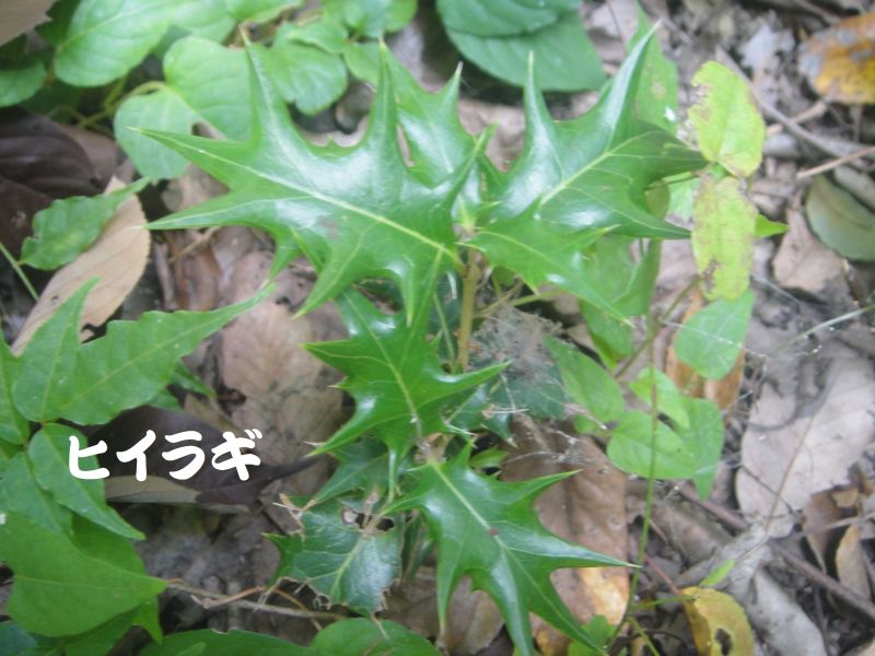 トンボソウとコクランに出会えました in うみべの森を育てる会植物観察 by (TATE-misaki)_c0108460_17353616.jpg