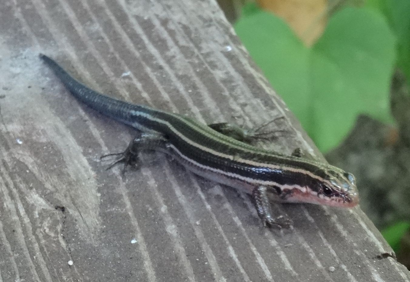 トンボソウとコクランに出会えました in うみべの森を育てる会植物観察 by (TATE-misaki)_c0108460_17353704.jpg