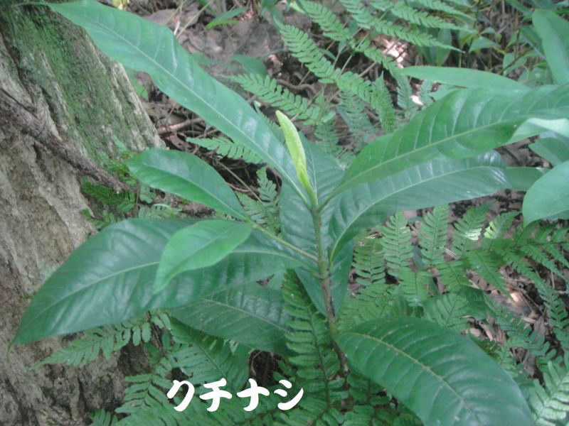 トンボソウとコクランに出会えました in うみべの森を育てる会植物観察 by (TATE-misaki)_c0108460_17353860.jpg