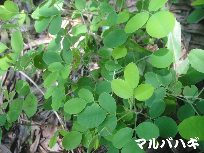 トンボソウとコクランに出会えました in うみべの森を育てる会植物観察 by (TATE-misaki)_c0108460_17353894.jpg