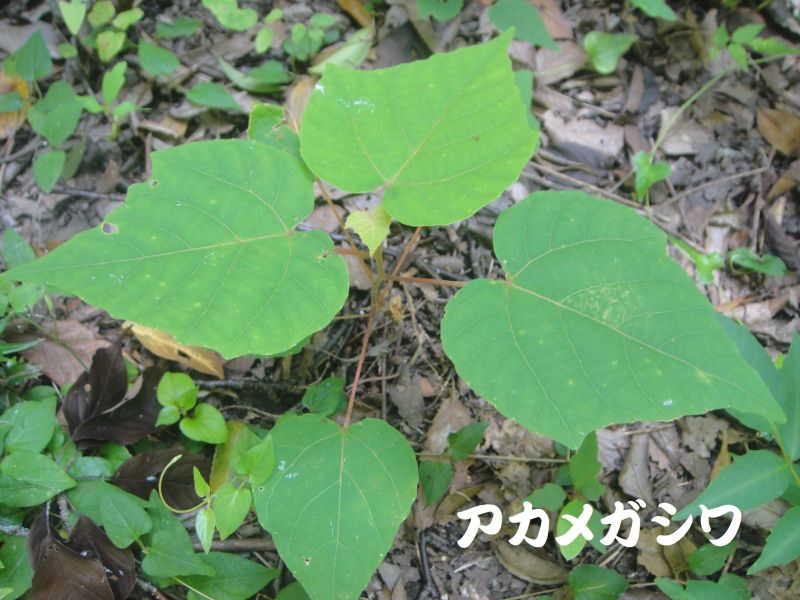 トンボソウとコクランに出会えました in うみべの森を育てる会植物観察 by (TATE-misaki)_c0108460_17353976.jpg