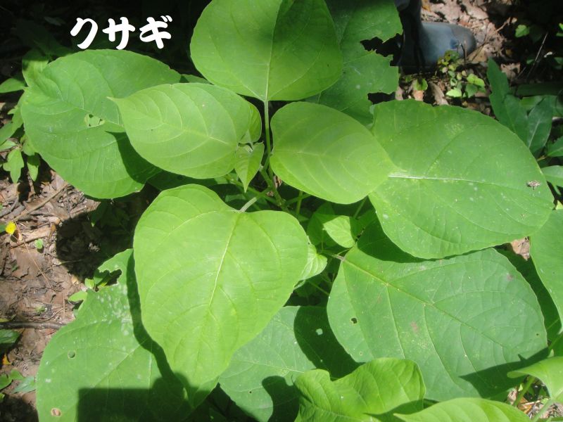 トンボソウとコクランに出会えました in うみべの森を育てる会植物観察 by (TATE-misaki)_c0108460_17353979.jpg