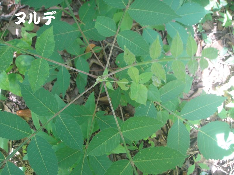 トンボソウとコクランに出会えました in うみべの森を育てる会植物観察 by (TATE-misaki)_c0108460_17354076.jpg