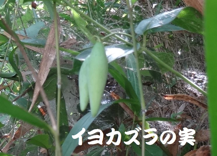 トンボソウとコクランに出会えました in うみべの森を育てる会植物観察 by (TATE-misaki)_c0108460_17394473.jpg