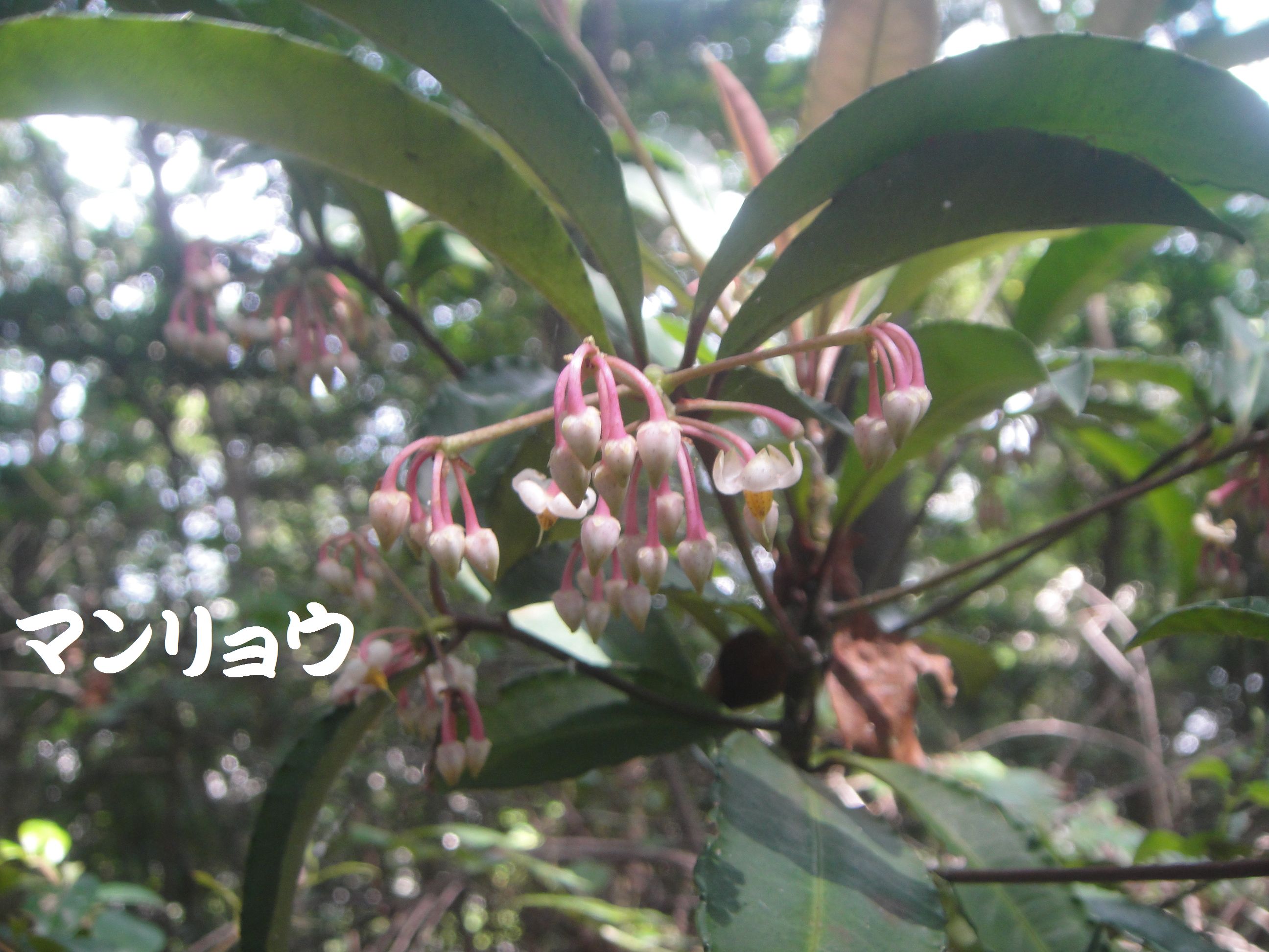 トンボソウとコクランに出会えました in うみべの森を育てる会植物観察 by (TATE-misaki)_c0108460_17394513.jpg